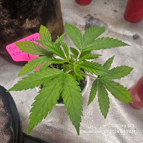 Out of The Tackle Box  growlog timeline photo