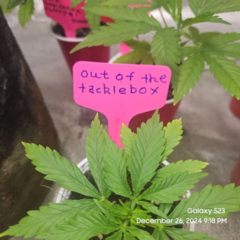 Out of The Tackle Box  growlog timeline photo