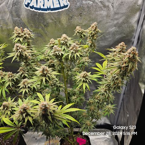 PPP 9 # Hammer growlog timeline photo