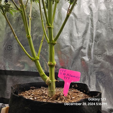 PPP 9 # Hammer growlog timeline photo