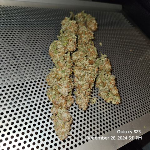 PPP 9 # Hammer growlog timeline photo