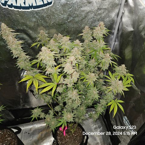 PPP 9 # Hammer growlog timeline photo