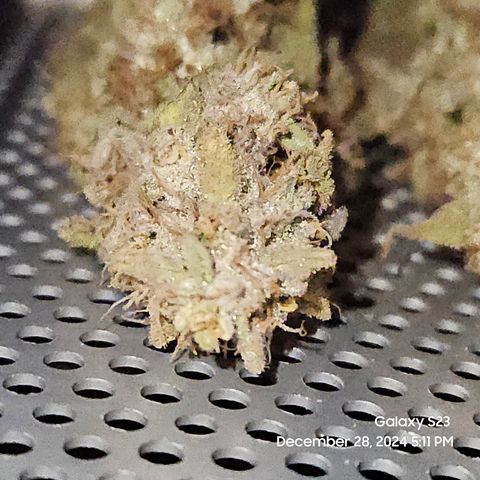 PPP 9 # Hammer growlog timeline photo
