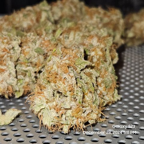 PPP 9 # Hammer growlog timeline photo