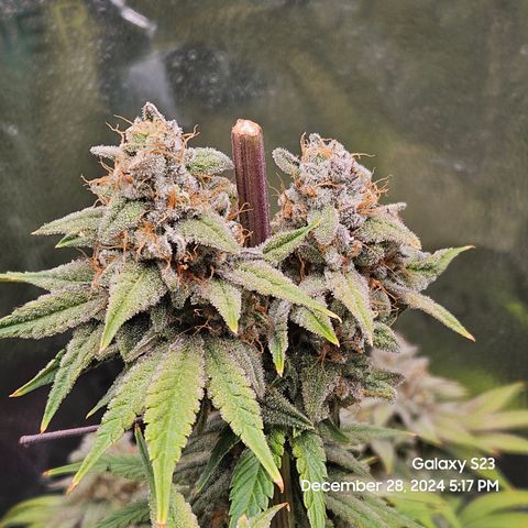 PPP 9 # Hammer growlog timeline photo