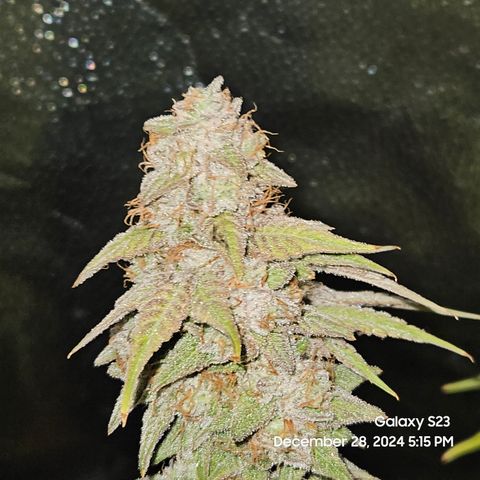 PPP 9 # Hammer growlog timeline photo