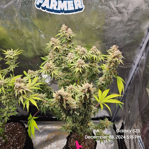 PPP 9 # Hammer growlog timeline photo