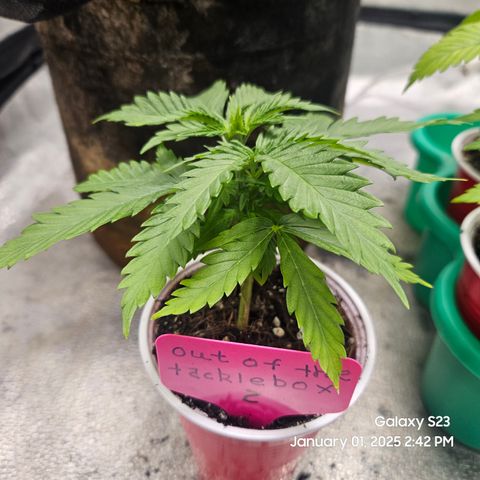 Out of The Tackle Box  growlog timeline photo