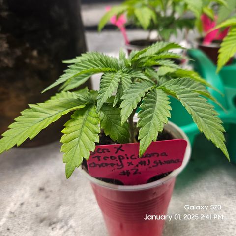 Gen X Tropicanna Cherry × #1 Stunna growlog timeline photo