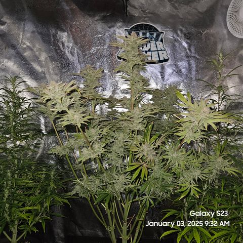 Seedsman Gorilla Gas F1 Fast growlog timeline photo