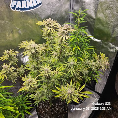 Seedsman Gorilla Gas F1 Fast growlog timeline photo