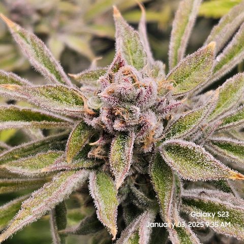Seedsman Gorilla Gas F1 Fast growlog timeline photo
