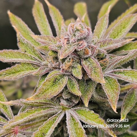 Seedsman Gorilla Gas F1 Fast growlog timeline photo