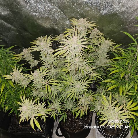 Seedsman Gorilla Gas F1 Fast growlog timeline photo