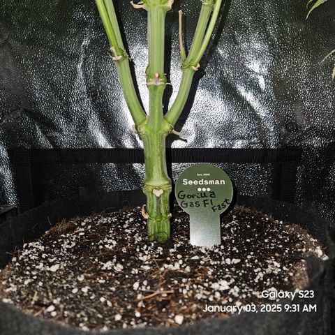 Seedsman Gorilla Gas F1 Fast growlog timeline photo