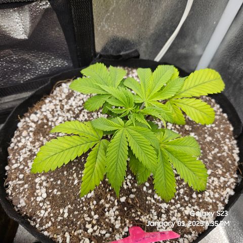 Gen X Tropicanna Cherry × #1 Stunna growlog timeline photo