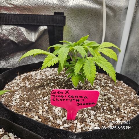 Gen X Tropicanna Cherry × #1 Stunna growlog timeline photo