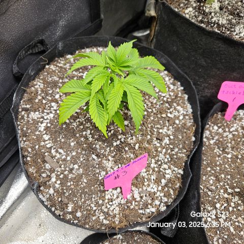 Gen X Tropicanna Cherry × #1 Stunna growlog timeline photo