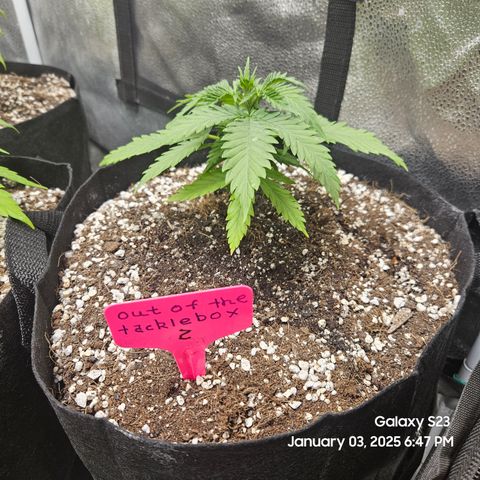 Out of The Tackle Box  growlog timeline photo