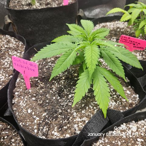 Out of The Tackle Box  growlog timeline photo