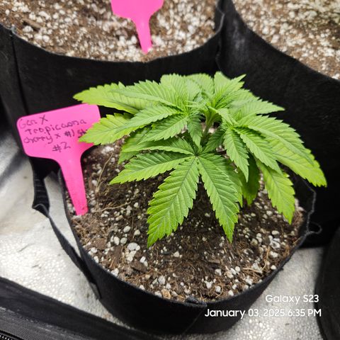 Gen X Tropicanna Cherry × #1 Stunna growlog timeline photo