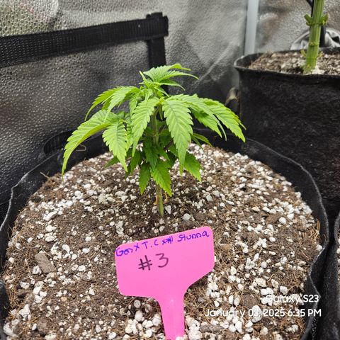 Gen X Tropicanna Cherry × #1 Stunna growlog timeline photo