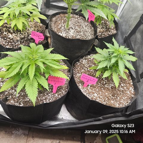Out of The Tackle Box  growlog timeline photo