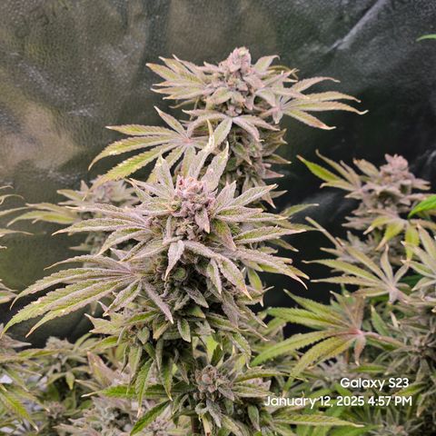 Seedsman Gorilla Gas F1 Fast growlog timeline photo