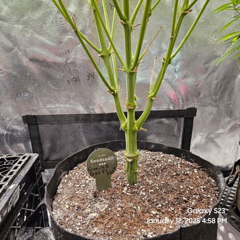Seedsman Gorilla Gas F1 Fast growlog timeline photo