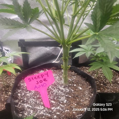 Sleepy Joe #46 growlog timeline photo