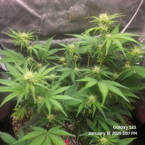 Sleepy Joe #46 growlog timeline photo