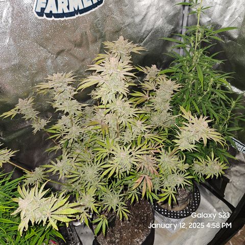 Seedsman Gorilla Gas F1 Fast growlog timeline photo