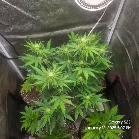 Sleepy Joe #46 growlog timeline photo