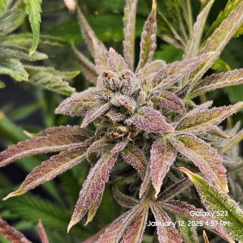 Seedsman Gorilla Gas F1 Fast growlog timeline photo