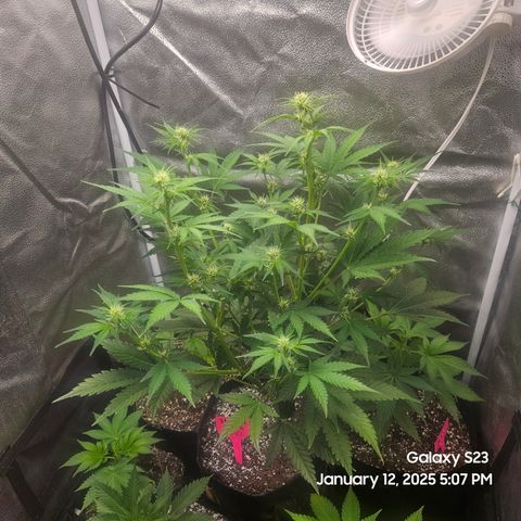 Sleepy Joe #46 growlog timeline photo