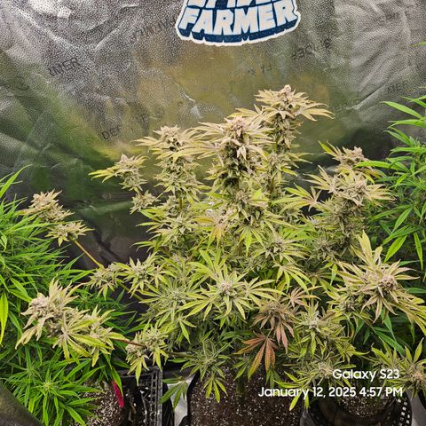 Seedsman Gorilla Gas F1 Fast growlog timeline photo