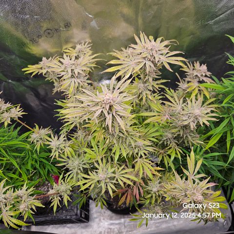 Seedsman Gorilla Gas F1 Fast growlog timeline photo