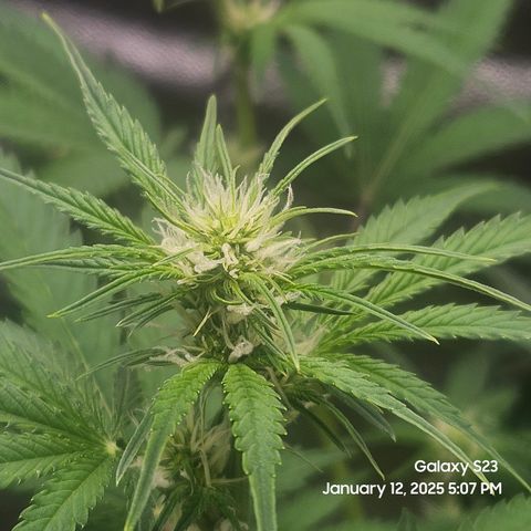 Sleepy Joe #46 growlog timeline photo