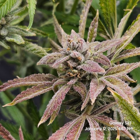 Seedsman Gorilla Gas F1 Fast growlog timeline photo