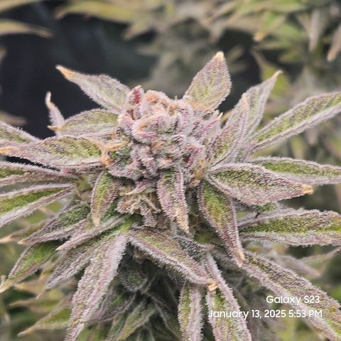 Seedsman Gorilla Gas F1 Fast growlog timeline photo