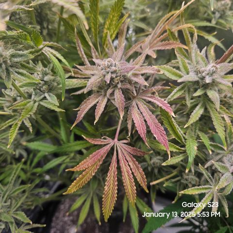Seedsman Gorilla Gas F1 Fast growlog timeline photo