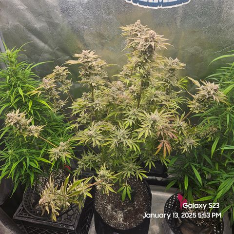 Seedsman Gorilla Gas F1 Fast growlog timeline photo