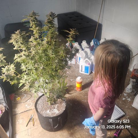 Seedsman Gorilla Gas F1 Fast growlog timeline photo