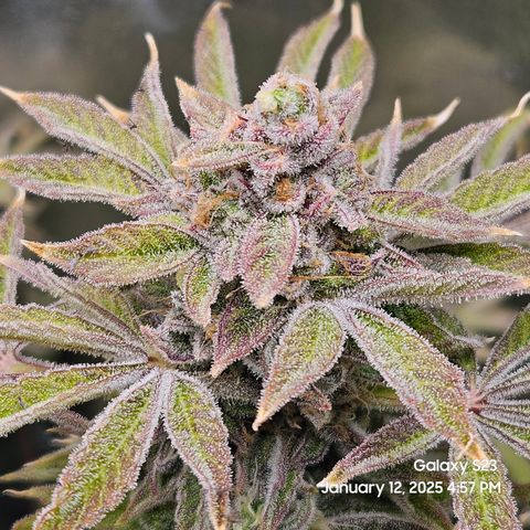 Seedsman Gorilla Gas F1 Fast growlog timeline photo