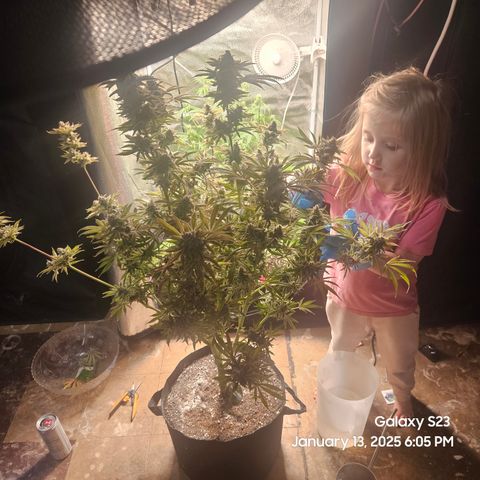 Seedsman Gorilla Gas F1 Fast growlog timeline photo