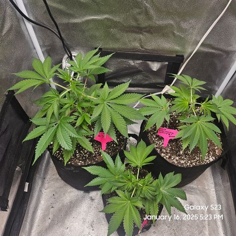 Gen X Tropicanna Cherry × #1 Stunna growlog timeline photo