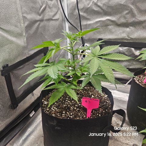 Gen X Tropicanna Cherry × #1 Stunna growlog timeline photo