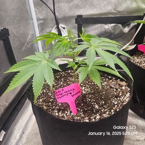 Gen X Tropicanna Cherry × #1 Stunna growlog timeline photo