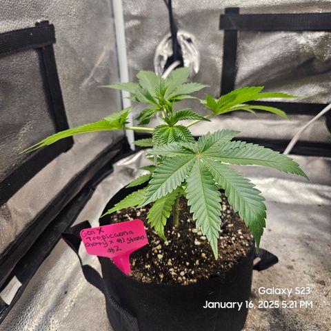 Gen X Tropicanna Cherry × #1 Stunna growlog timeline photo