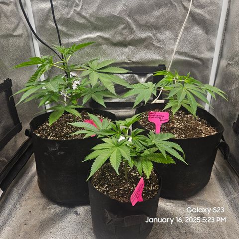 Gen X Tropicanna Cherry × #1 Stunna growlog timeline photo